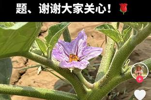 面对旧主要表现！高登首节6投5中 砍下15分2板1助